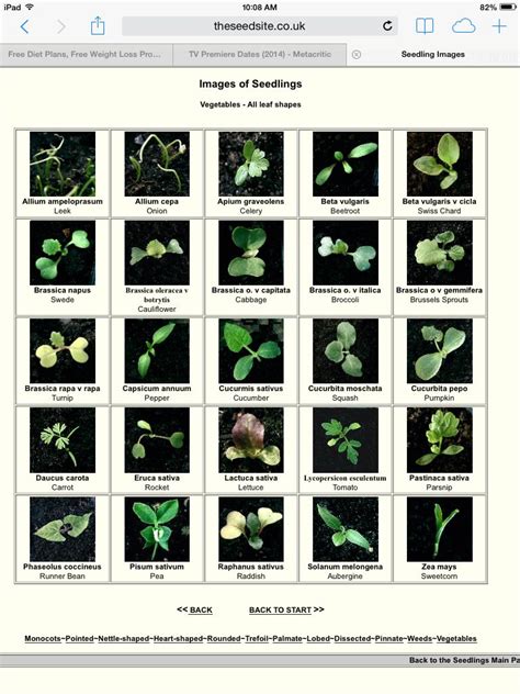 Vegetable Seedling Identification Chart Uk