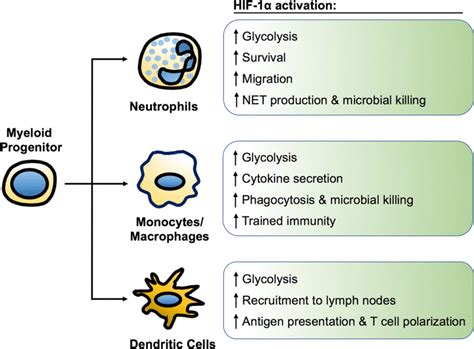 Of Major Roles For Hif 1α Activity In Myeloid Cells A Common Myeloid