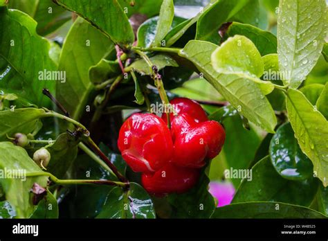 Water Apple Hybrid Red Grafted Fruit Plants And Tree Red Water Apple Tree Rose Apple Tree