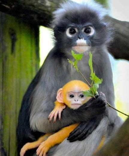 It is found in malaysia, burma, and thailand. dusky leaf monkey holding her baby | Cute baby animals ...