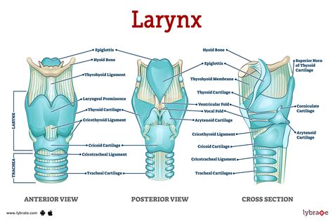 Anatomy Of Larynx