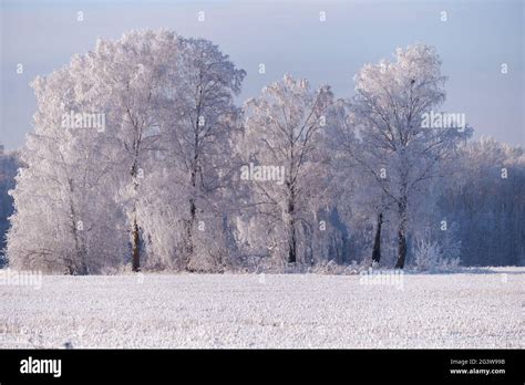 Frozen Birch Trees Covered With Hoarfrost And Snow Stock Photo Alamy