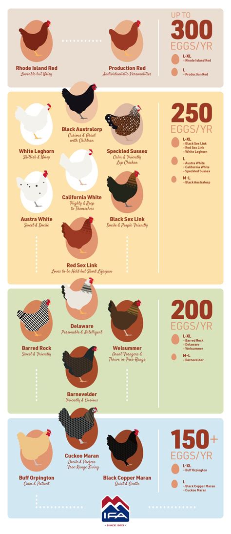 The Best Egg Laying Chickens A Guide To Egg Production Ifas Blog
