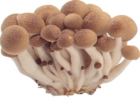 Mushrooms Png Image Transparent Image Download Size 1146x798px