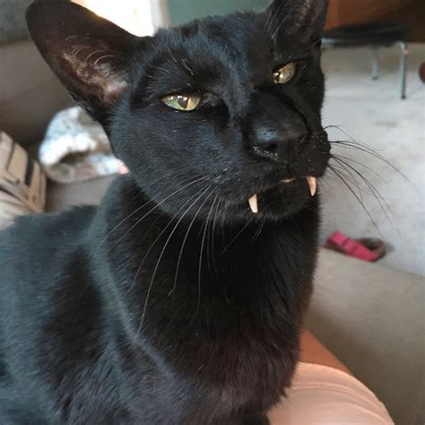 All instagram™ logos and trademarks displayed on this application are. CAT FRIDAY: Four delightfully cute Insta-cats to follow ...