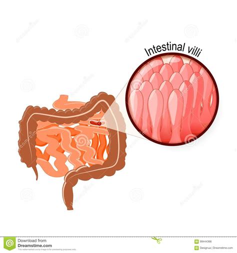 Intestinal Villi Large And Small Intestine Stock Vector Illustration