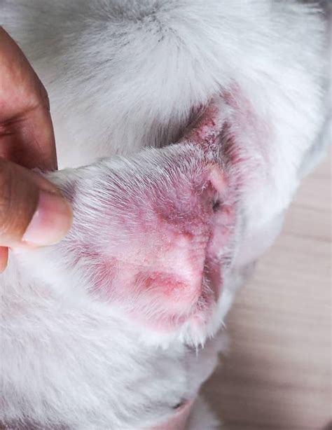 Bacterial Infection In Dogs Ears