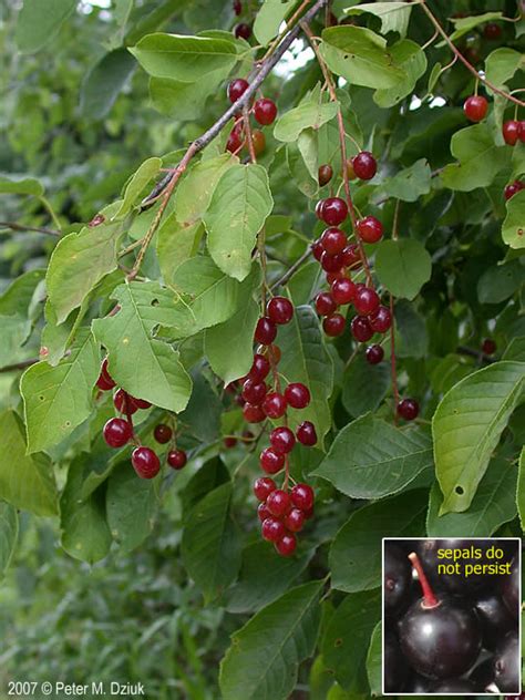 I have heard that others have problems with failing microsd cards and have therefore switched over to solid state drives. Prunus virginiana (Chokecherry): Minnesota Wildflowers