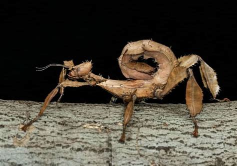 The 12 Ugliest And Creepiest Bugs In The World [2023 ] Earth Life