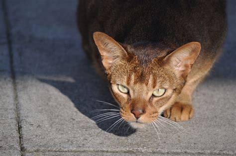Free Cat Images: Free picture of a lurking cat - freebie