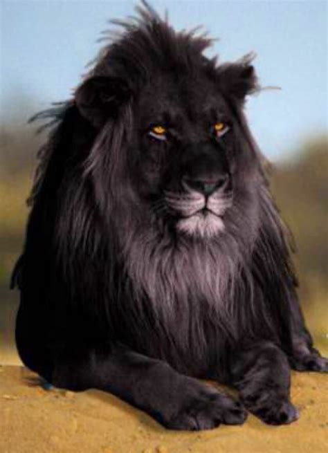 Rare Black Lion Beautiful Rare Animals Cute Animals Animals