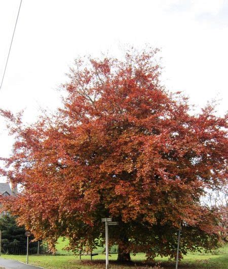 Copper Beech Trees For Sale Trees Direct