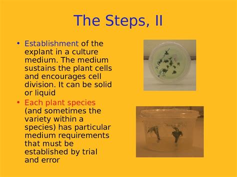 The technique of plant tissue and cell culture has evolved over several decades.this technique combined with recent advances in developmental gottlieb haberlandt accomplished the first successful plant tissue culture at the turn of the 20th century when he reported the culture of leaf. Презентация plant tissue culture and applications