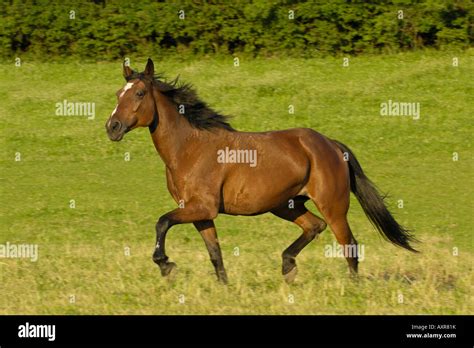 trotter stock  trotter stock images alamy