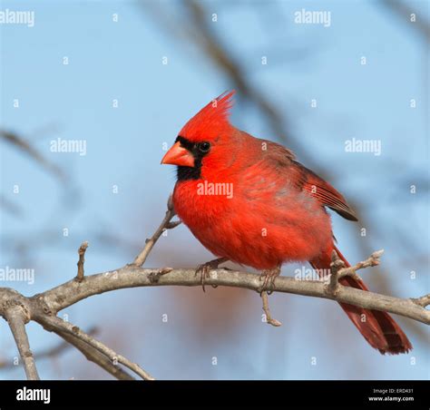 Beautiful Bright Red Male Northern Cardinal Perched In An Oak Tree In