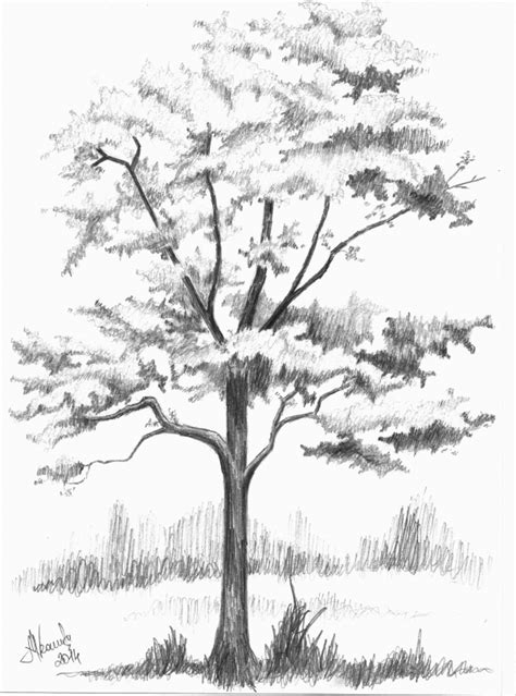 Search Teknik Menggambar Pohon Tree Drawing Technique Gambaran