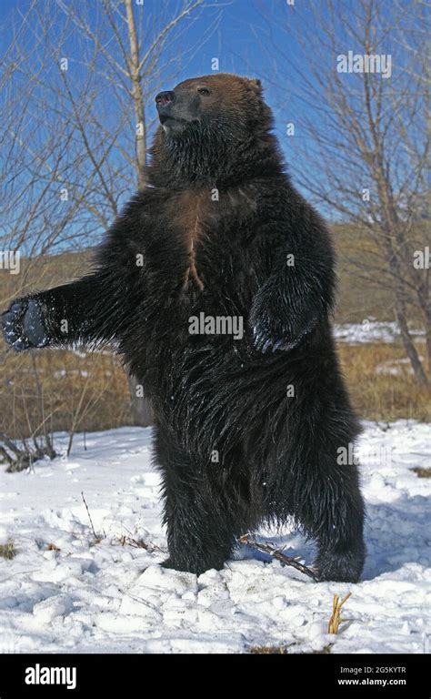 Kodiak Bear Ursus Arctos Middendorffi Adult Standing On Hind Legs Alaska Stock Photo Alamy