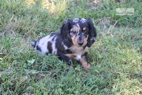 Earn points & unlock badges learning, sharing & helping adopt. Dapple: Dachshund, Mini puppy for sale near Kansas City, Missouri. | fe662c81-d4a1