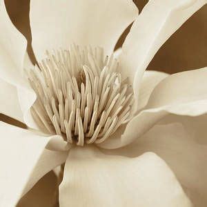 Kobus Magnolia Flower In Sepia Two By Jennie Marie Schell Magnolia