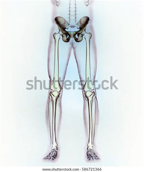 Ilium Bone Hip Bone Pelvis Human Stock Illustration 586721366