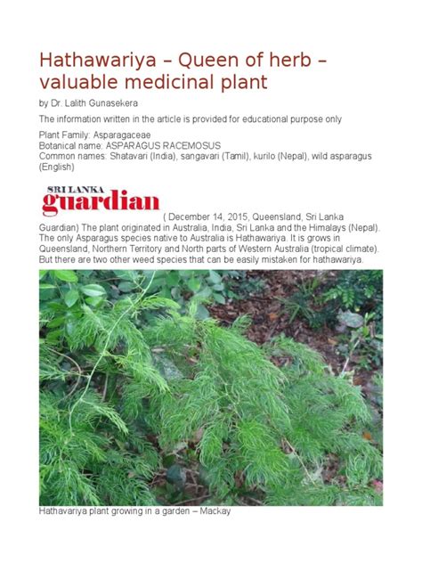 Hathawariya Queen Of Herb Valuable Medicinal Plant Plants