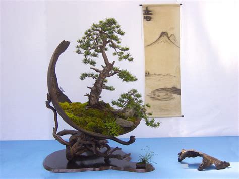18 Stunning And Very Rare Bonsai Trees