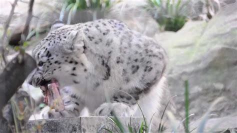 Snow Leopard Eating Hd Youtube