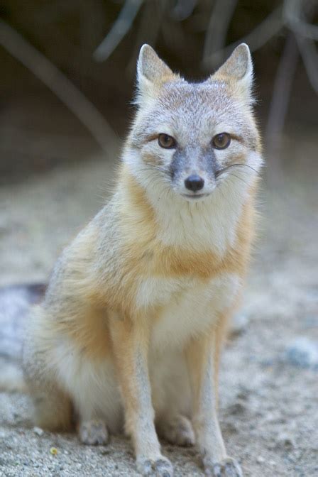 Christine Park Gr9 Zoo Project Swift Fox