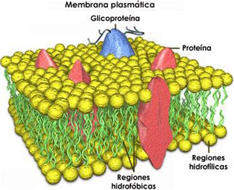 Membrana Plasmática Click Estudante