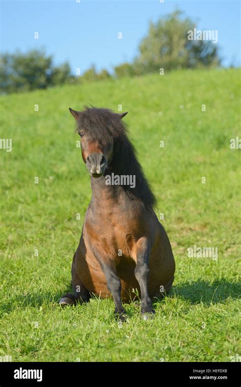Pony Sitting High Resolution Stock Photography And Images Alamy