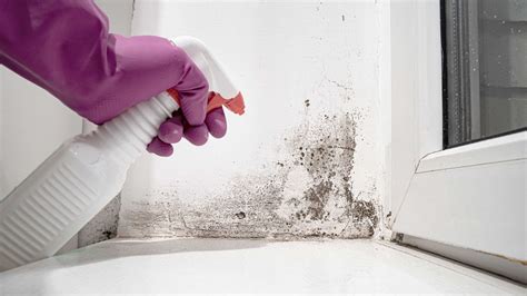 Removing Mould From Walls How To Clean And Kill Spores Homebuilding