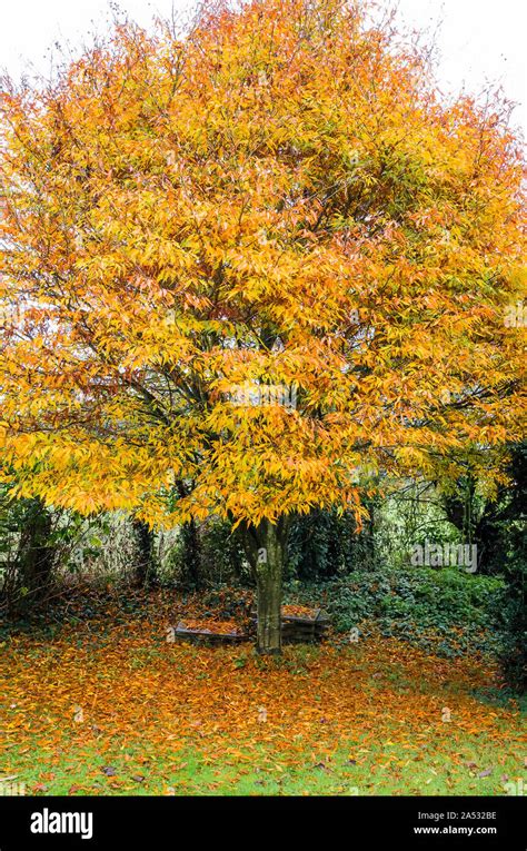 Autumn Leaves On A Fagus Sylvatica Asplenifolia Or Cut Leaf Beech Tree