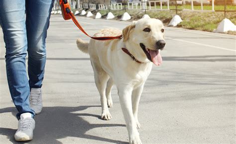 Chicago Dog Walkers Chicago Dog Walking Services And Prices