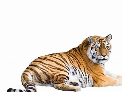 Tiger Transparent Clipart Bengal China South Siberian