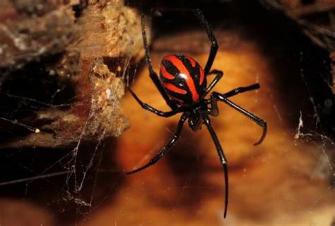 Solution is a continuing cycle of three. This virus may have stolen deadly DNA from black widow ...