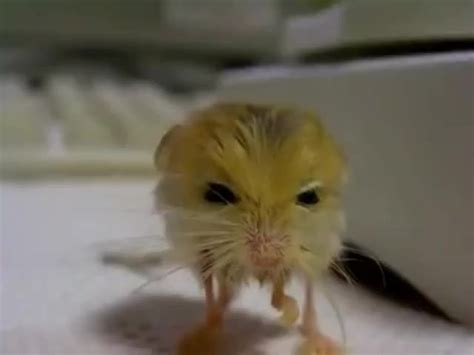 A Yellow And White Hamster Standing On Its Hind Legs