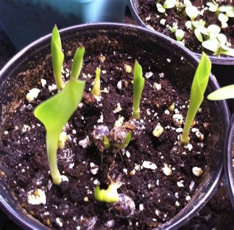 How To Start Calla Lily Seeds Lily Seeds Growing Flowers Calla Lily