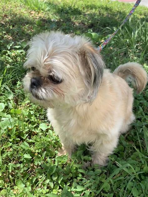 Dog for Adoption - Prissy FH*BONDED* with Rosalie, a Shih Tzu in Lake