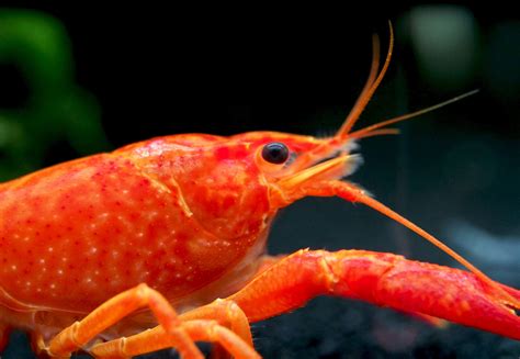 Aquatic Arts 1 Male Neon Red Crayfish Live Freshwater Aquarium