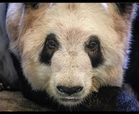 Conditions Of Memphis Zoos Pandas Raise Big Questions