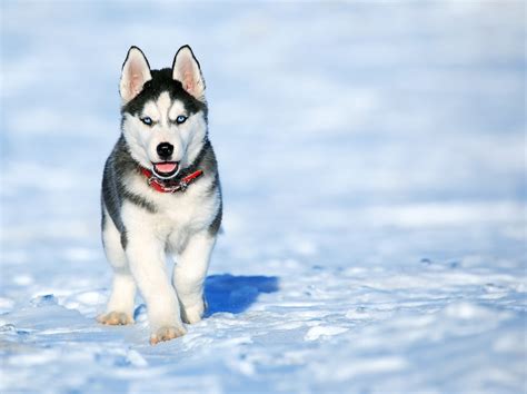 Sled Dog Mammal Vertebrate Friend Pets Outdoors Photo Puppy