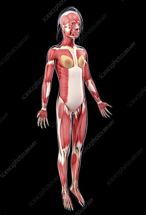 Female Muscular System Artwork Stock Image F Science Photo Library
