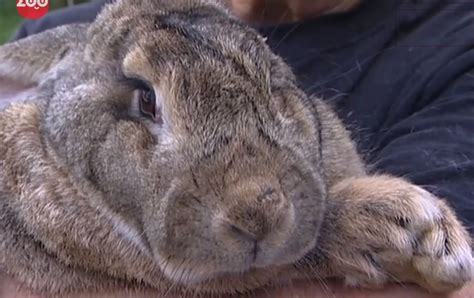 Giant Bunny Ralph Reclaims Biggest Rabbit Record In Time For Easter