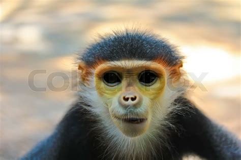 Pygathrix Nemaeus Monkey Stock Foto Colourbox