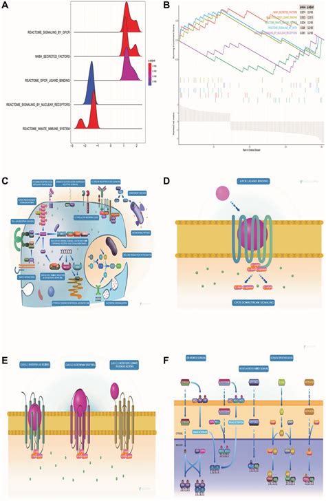 Identification Of An Endoplasmic Reticulum Stress Related Prognostic