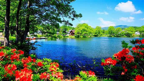 Beautiful Lake Surrounded By Trees Plants Flowers And House Nature Hd
