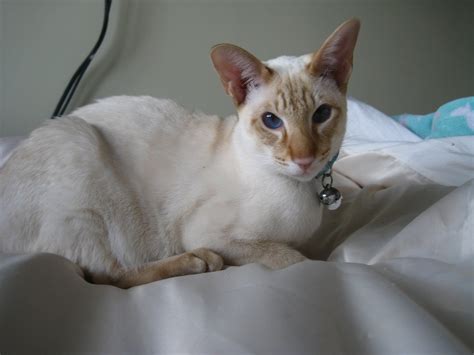The following 6 files are in this category, out of 6 total. Cinnamon Tabby Point Siamese Bou | Draco | Dee | Flickr