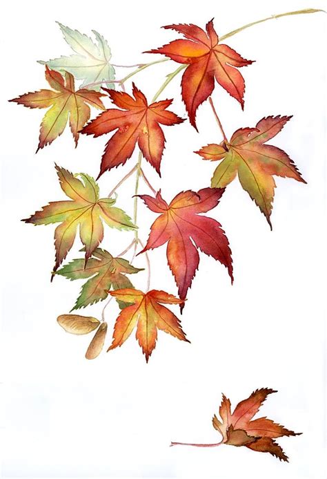 4k00.30falling maple leaves in autumn or fall in japanese paper, traditional japanese background. Japanese maples, watercolor | Maple tree tattoos, Maple ...
