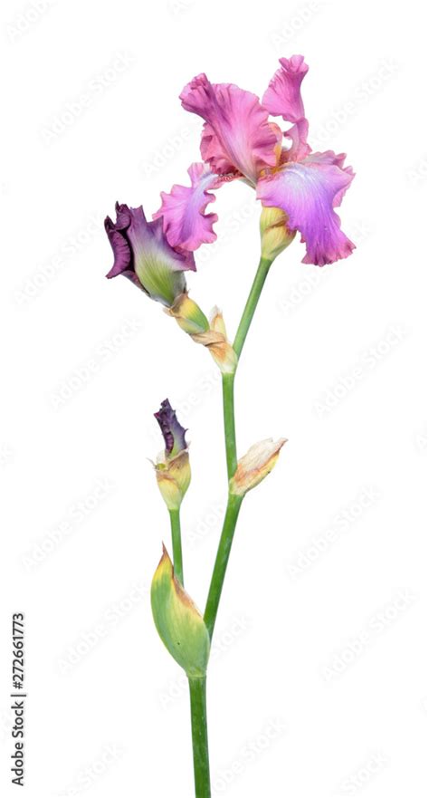 Pink Iris Flower With Long Stem And Green Leaf Isolated On White