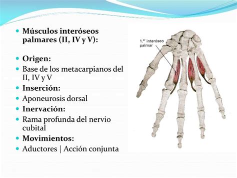 Ppt Musculos De La Mano Powerpoint Presentation Id4015922